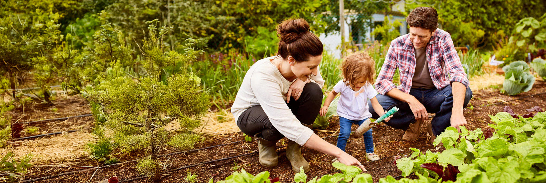 Gartenwürmer Desktop