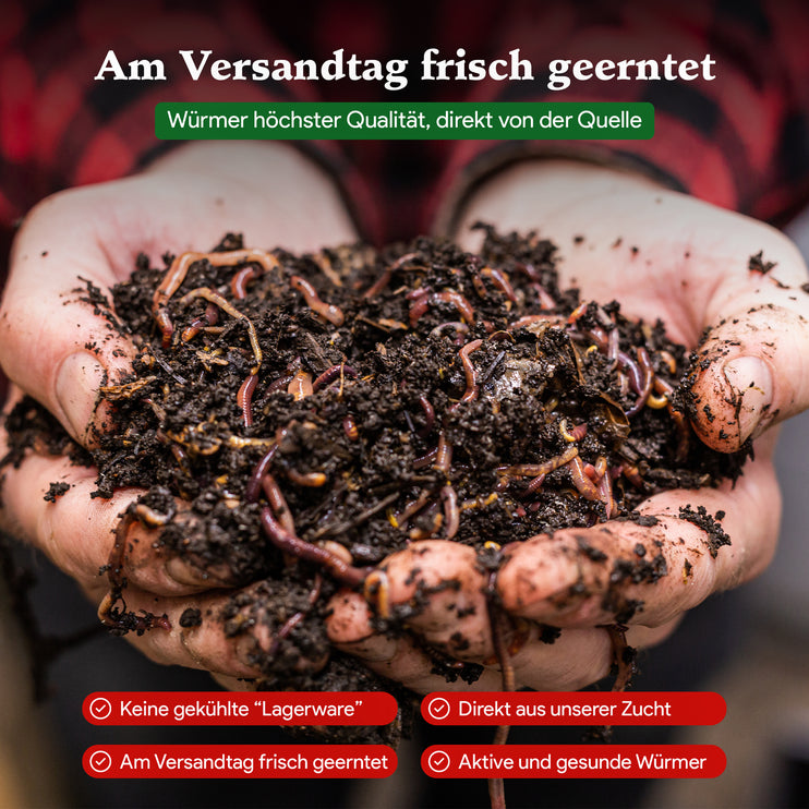 Futterwürmer - Dendrobena (mit Größen - Auswahl)