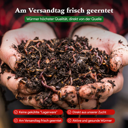 Gartenwürmer - Eisenia Mix