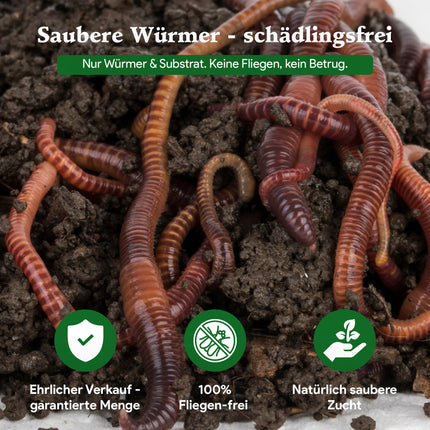 Angelwürmer - Dendrobena (mit Größen - Auswahl)