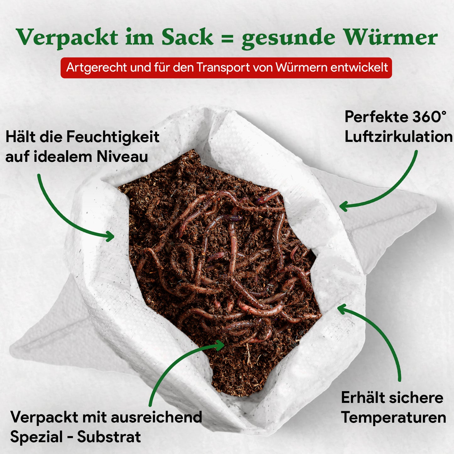 Angelwürmer - Dendrobena (mit Größen - Auswahl)