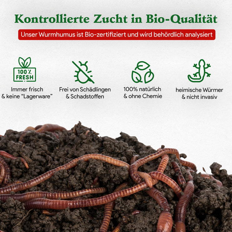 Angelwürmer - Dendrobena (mit Größen - Auswahl)