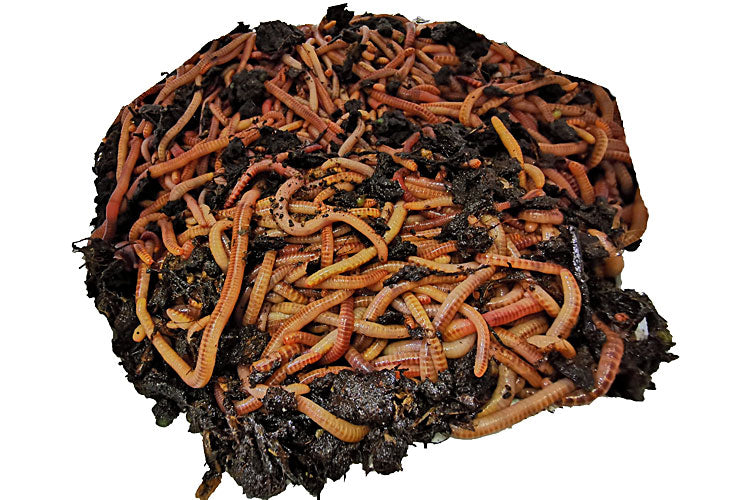 Kompostwürmer - Eisenia Mix